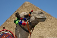The Great Pyramid and Camel