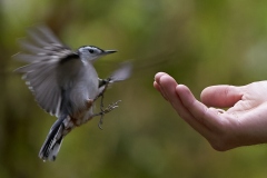 Bird in the Hand