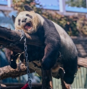Meng Lan, Giant Panda