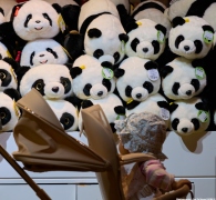 Panda Display at the Beijing Zoo