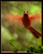 Cardinal knocking