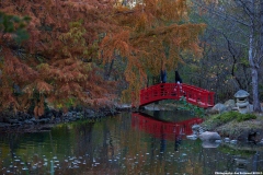 Monet's Garden