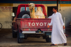 Camel for Sale in Saudi Arabia